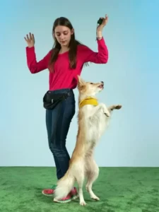 dog trick tanzen